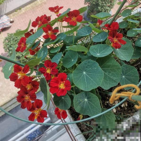 适合秋天养殖的10种花，数数你家有几盆