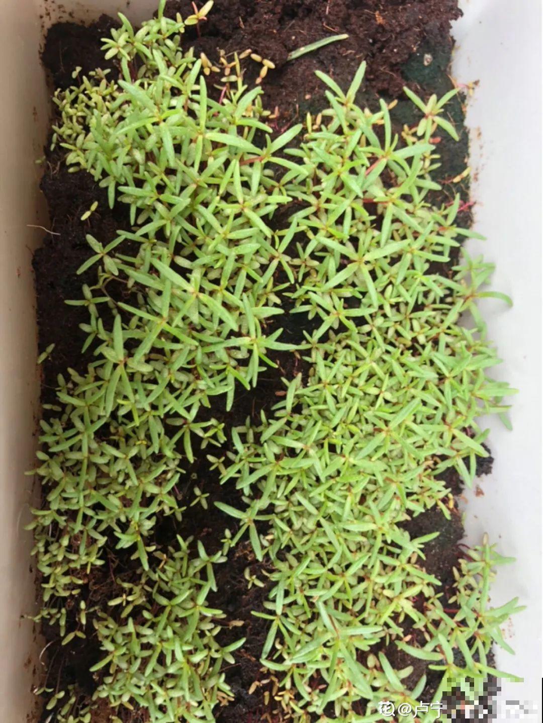 草花播种前，学会6个小妙招，全部都能活，齐刷刷冒新芽！