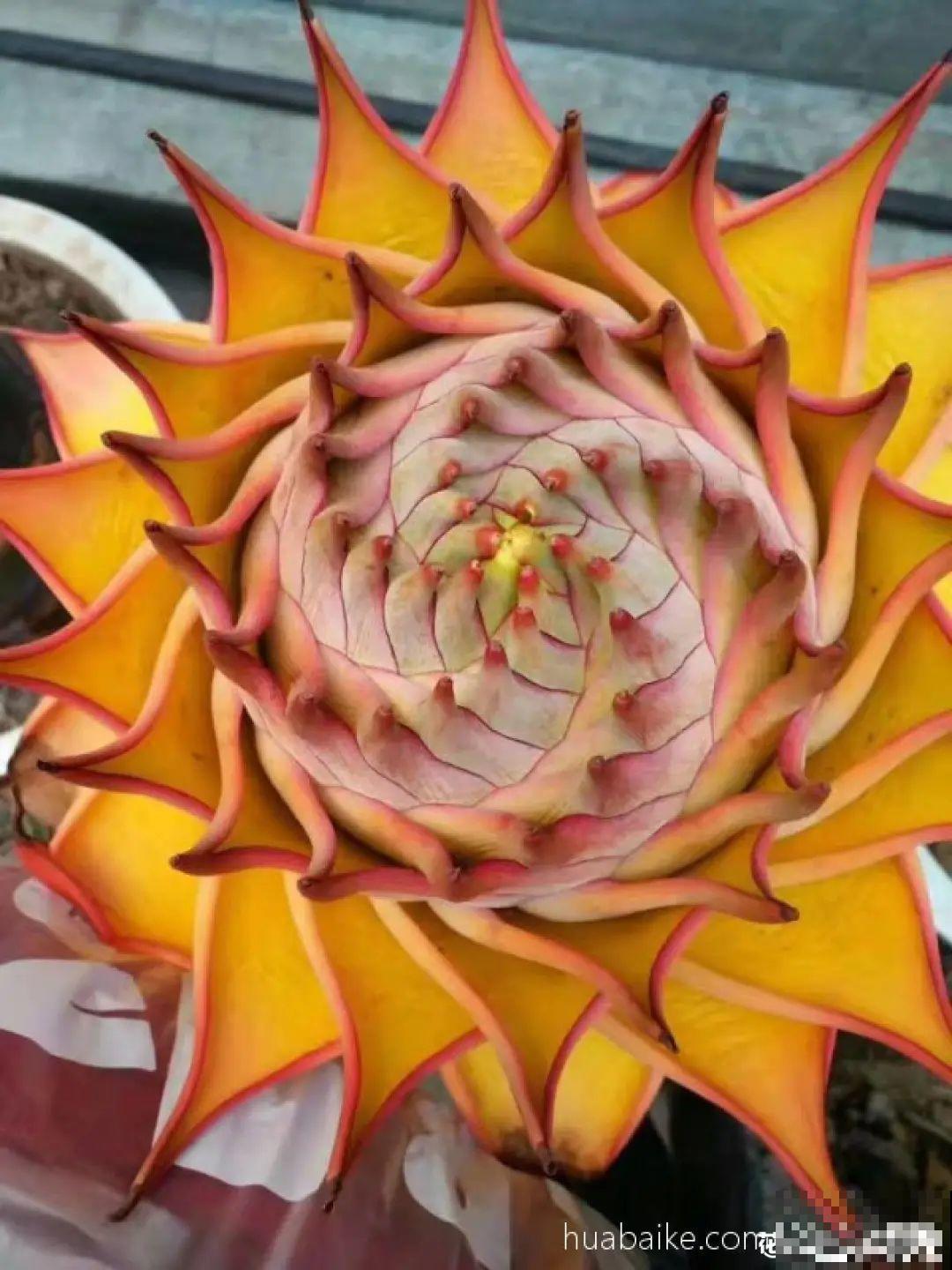 1种花俗称“摇钱树”，满盆长满小元宝，大吉大利，好看吉祥！