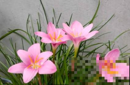 蟹爪兰、长寿花僵苗,必须掐几下,重新换盆养! 蟹爪兰、长寿花僵苗,必须掐几下,重新换盆养!