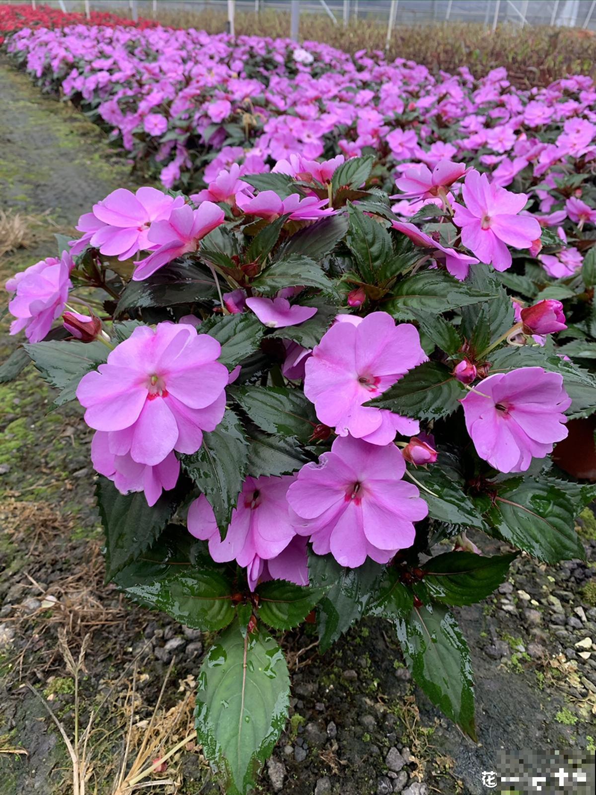 人在农村小院,种下这四种花,独享私人花海 人在农村小院,种下这四种花,独享私人花海