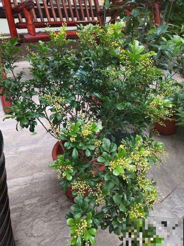 想要养好米兰,3个要点得学会,才能一茬一茬开花不停 想要养好米兰,3个要点得学会,才能一茬一茬开花不停