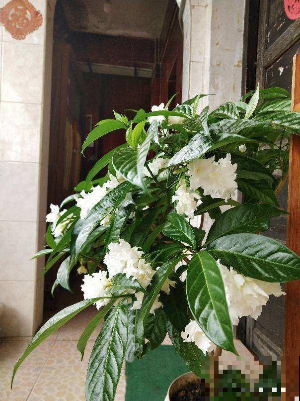 十二生肖守护花，领取你的专属好运，心想事成旺整年