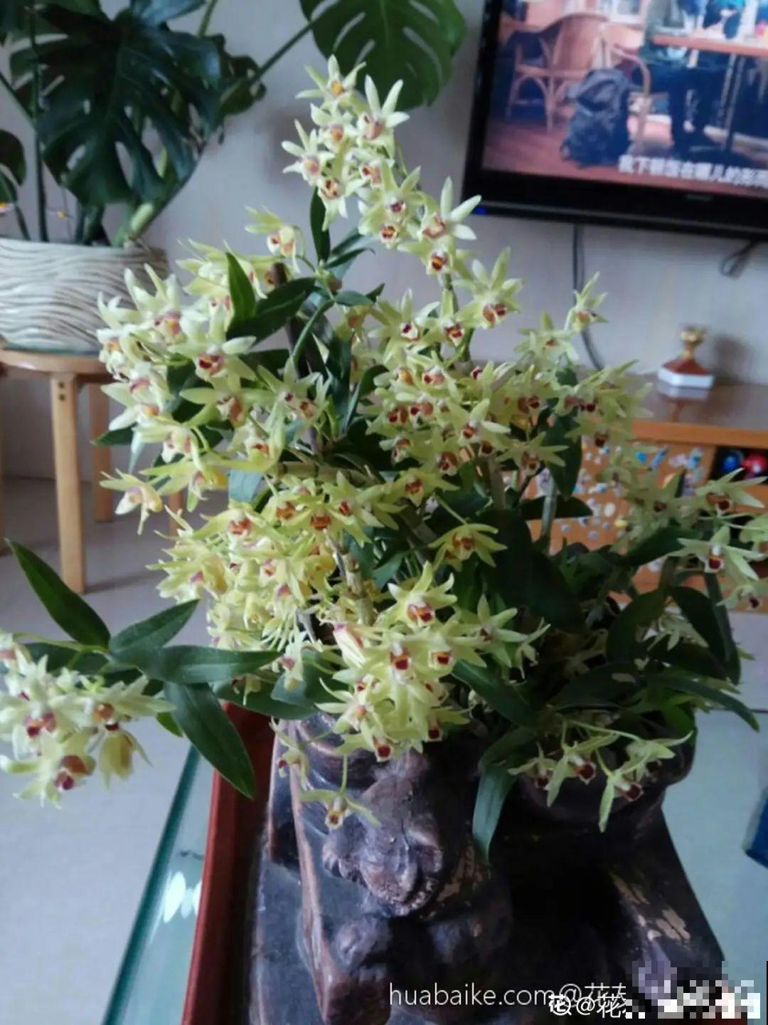 人养花，花也养人，家里养这10种花，越养越健康