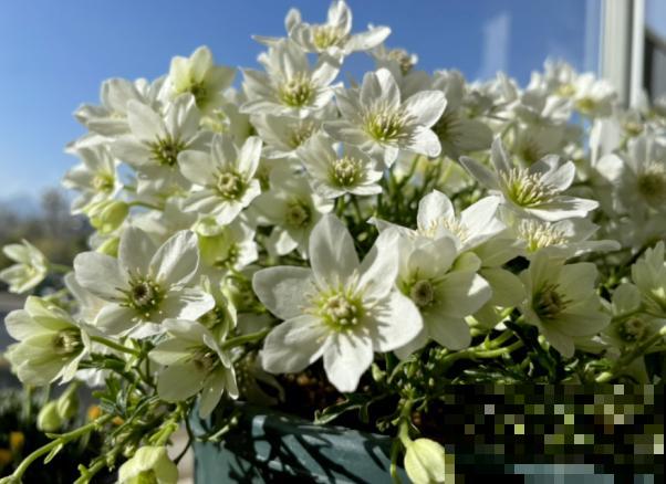 “花园三宝”之一,1年能开花上百天,冬天特别抗寒! “花园三宝”之一,1年能开花上百天,冬天特别抗寒!