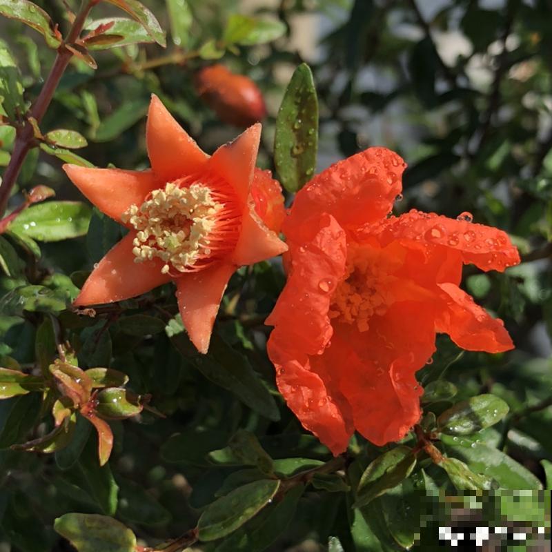 家里养盆“招财花”，一年四季开红花结红果，“招财旺运”又红火