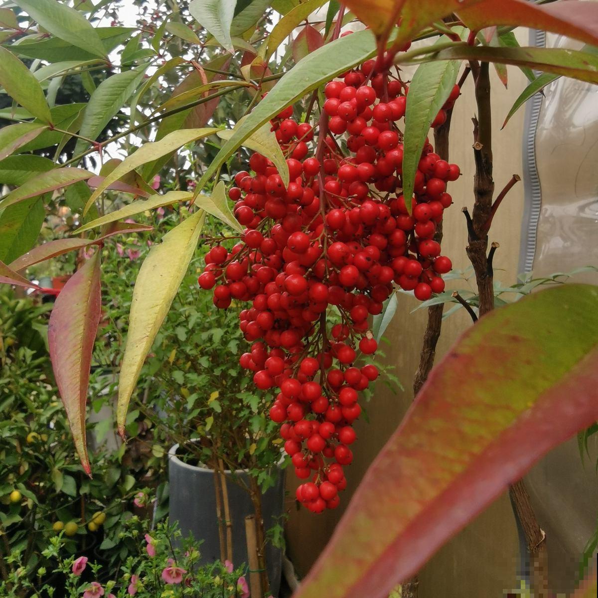 5种花有毒,出门看见后,千万别摘着吃 5种花有毒,出门看见后,千万别摘着吃