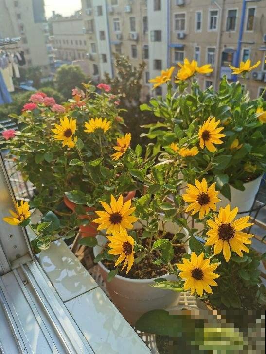 花卉届的“开花机器”，容易养护易打理，简简单单开爆盆