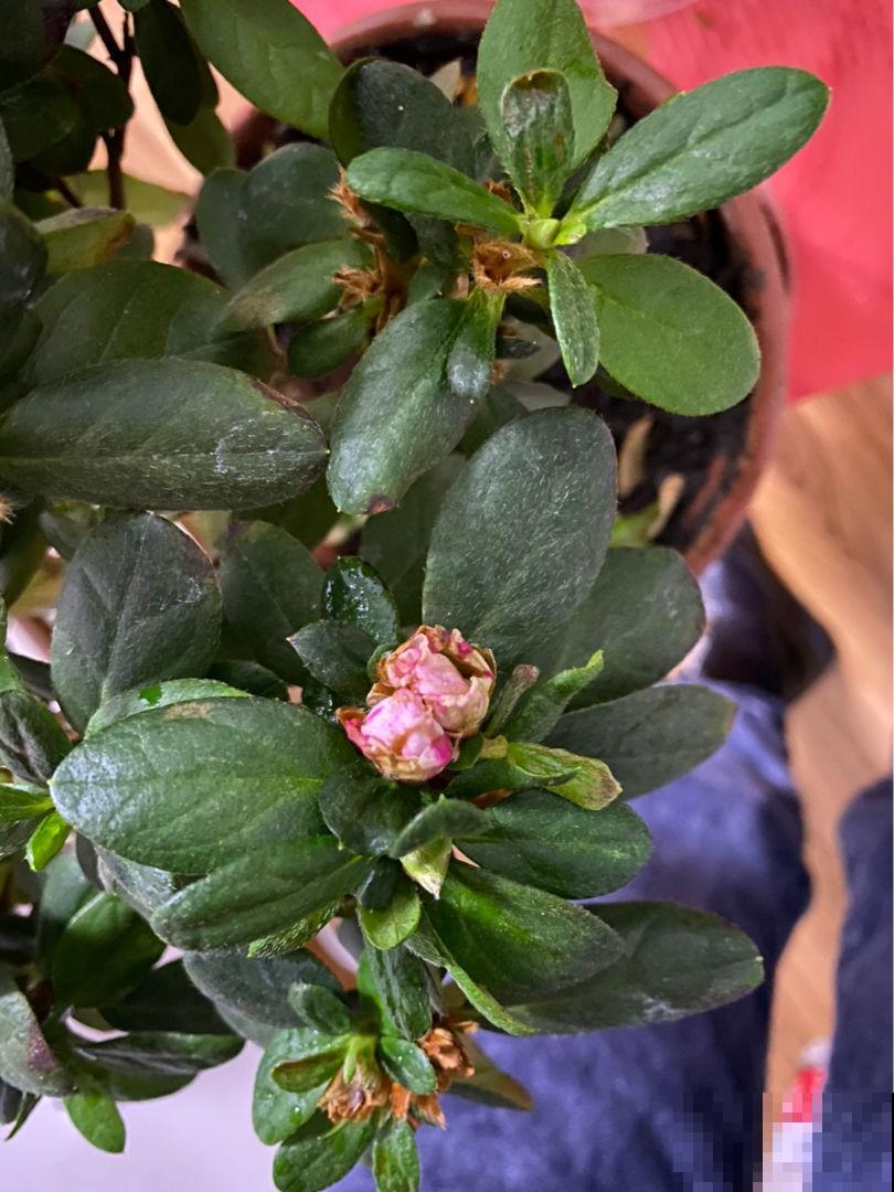 10种花天生“公主病”,真是没得治,养花大神遇到也头疼 10种花天生“公主病”,真是没得治,养花大神遇到也头疼