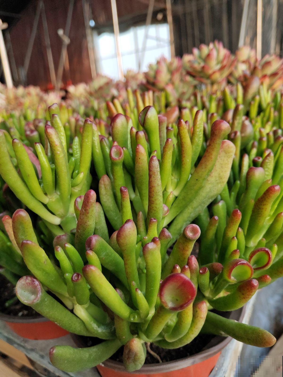 家里养的筒叶花月,还有“吸财”好兆头,养1盆真的不够 家里养的筒叶花月,还有“吸财”好兆头,养1盆真的不够