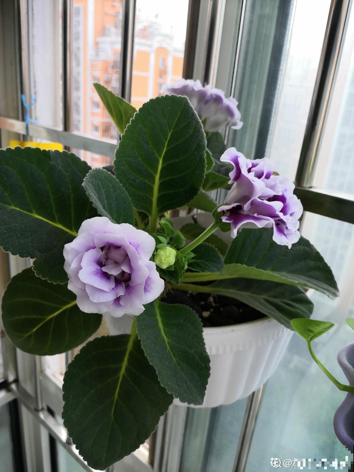 耐阴的15种植物，家里没光也能养，还能开花爆盆