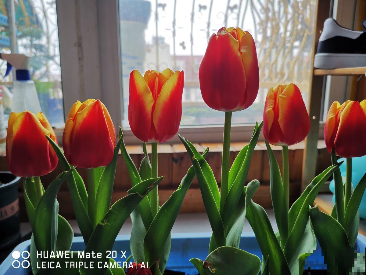 不能放在卧室养的6种花，时间越久对人身体伤害越大，抓紧搬出去