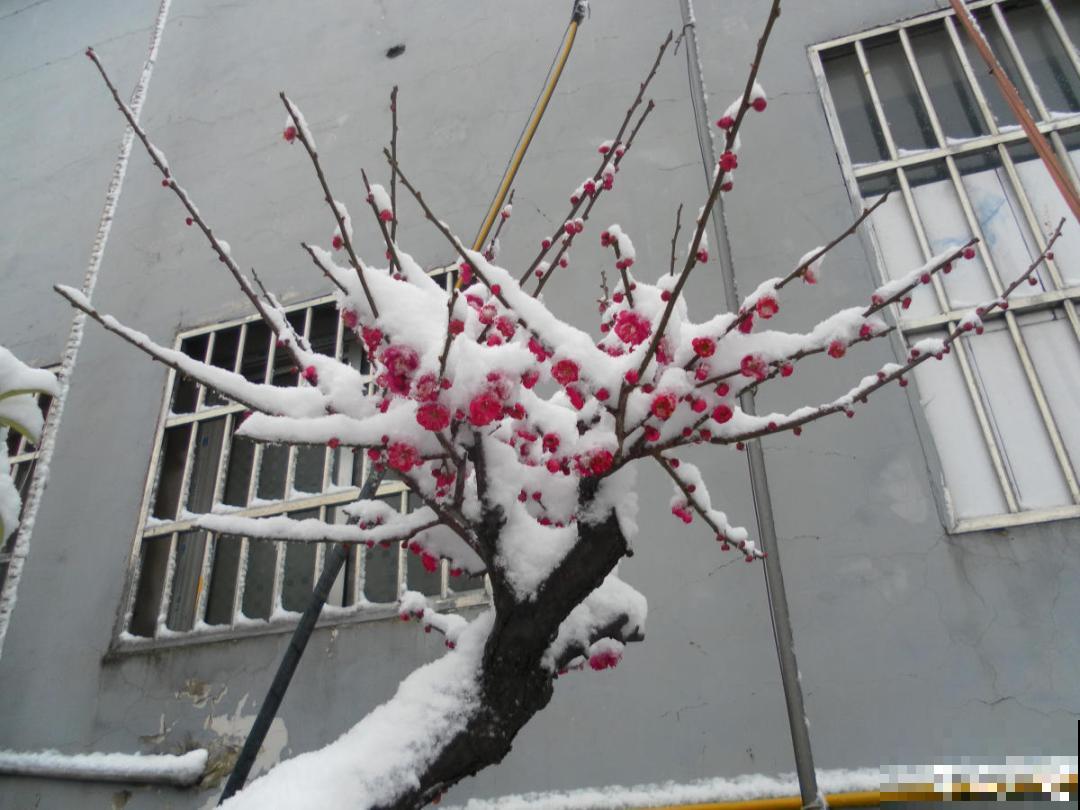 不怕冷的喜庆花,-15度依然开,满树繁花! 不怕冷的喜庆花,-15度依然开,满树繁花!