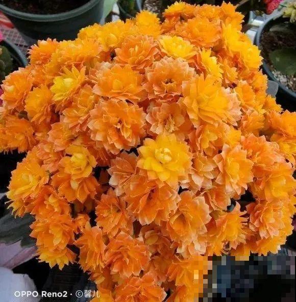 冬天常见的“吉利花”，耐旱皮实花量大，大半年都在开花