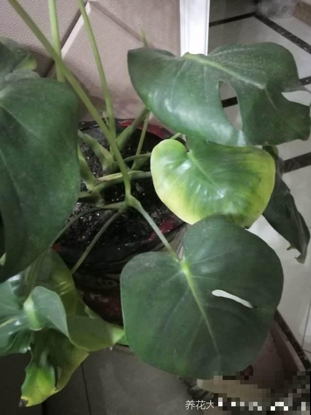 垃圾桶里找宝藏，淘到3盆花，省下我好多钱！