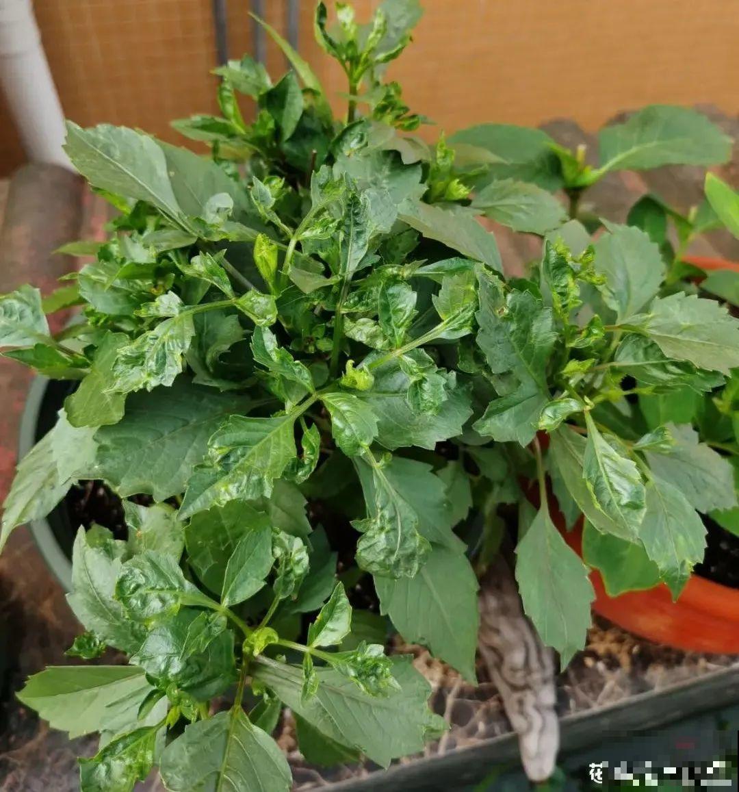 “大丽花门前种，财富到家不是梦”，种点大丽花，喜庆又富贵