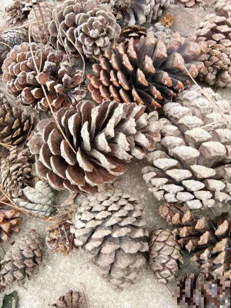 路边捡4种“垃圾”，和土壤掺一起，就是养花万能土，省一大笔钱