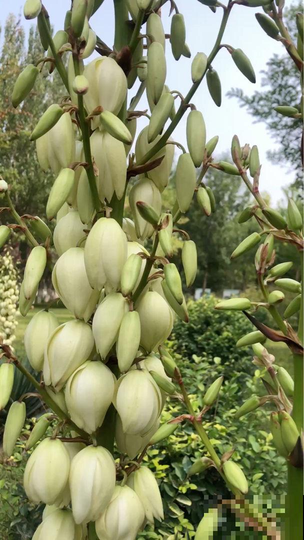 路边的“扎人花”,原来叫“凤尾丝兰”,开花像是一串大蒜 路边的“扎人花”,原来叫“凤尾丝兰”,开花像是一串大蒜