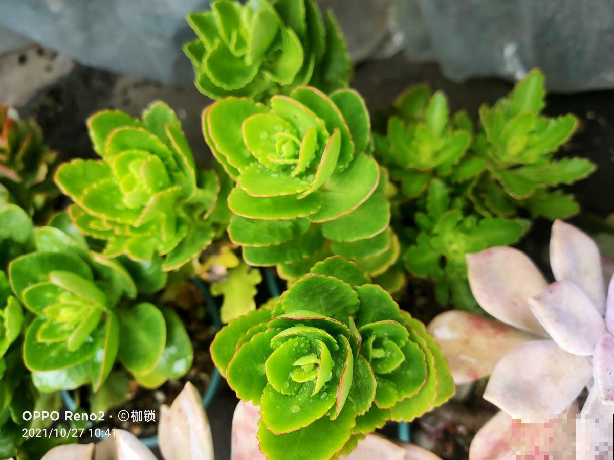 植物叶片发黄落叶，缺水只是原因之一，要懂得变通