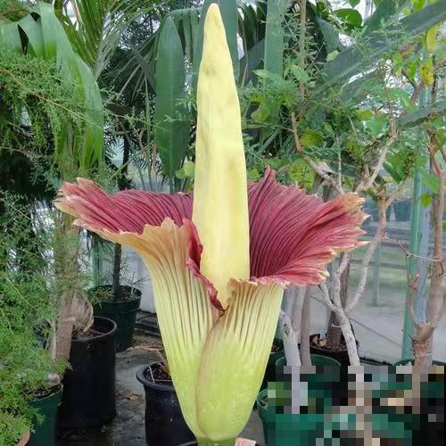 8种花特“尊贵”,一般人见不到,全见过的人太少 8种花特“尊贵”,一般人见不到,全见过的人太少