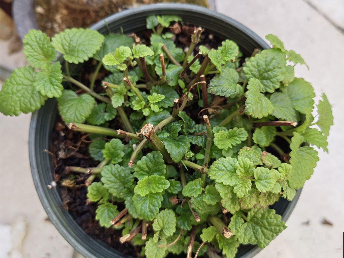 5种花，放在厨房最合适，又香又好看