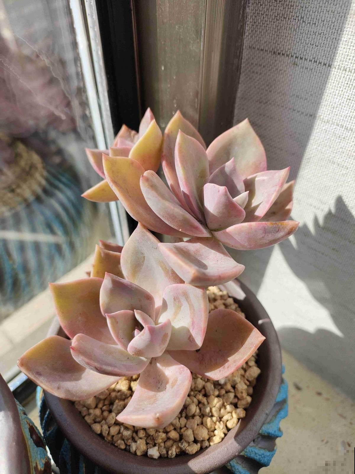 坐标哈尔滨，室外-18℃室内27℃，热得植物通通遭殃