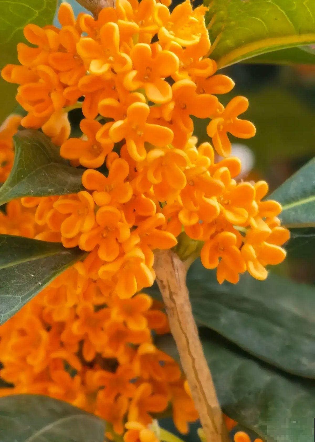 秋天常见的60种花，最全花卉图谱，收藏起来慢慢看