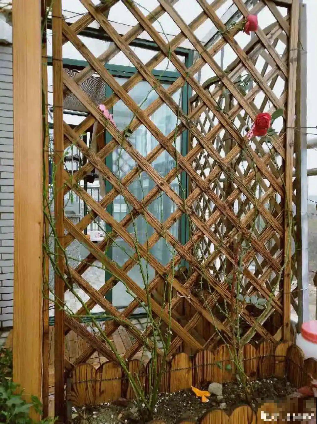 7种花冬天会假死，叶子掉光不要扔，明年还能大爆花！