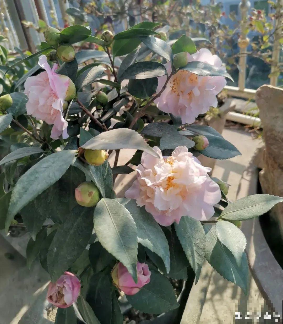 长在审美点上的茶花,香气袭人,花香满是高级感 长在审美点上的茶花,香气袭人,花香满是高级感