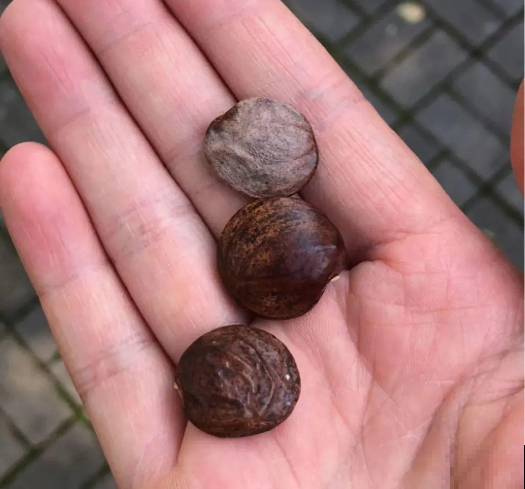 路上看见银杏果,不要捡,小心有毒! 路上看见银杏果,不要捡,小心有毒!