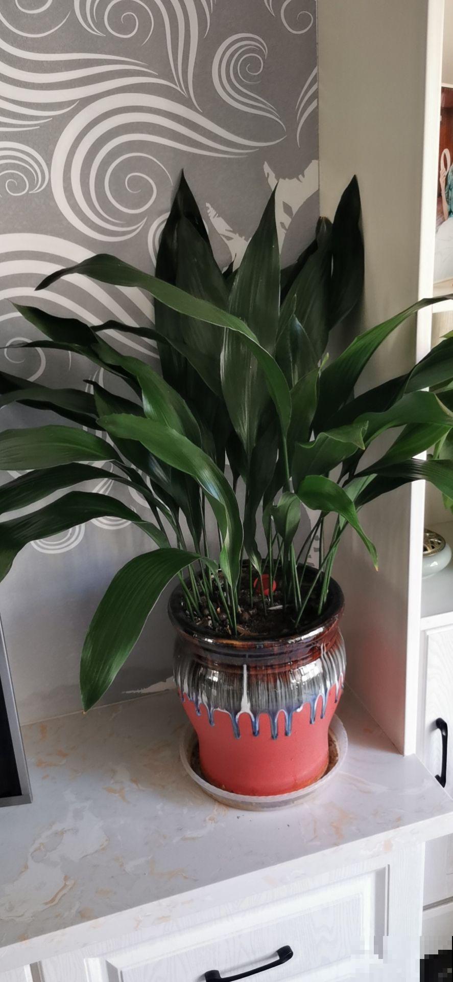 生活中的垃圾，却是养花好材料，千万别扔！