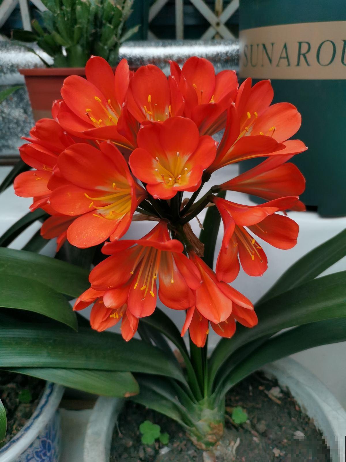 7种“富贵花”比人的寿命还长,养一盆在家里,成为传家宝 7种“富贵花”比人的寿命还长,养一盆在家里,成为传家宝