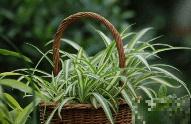 10种养生植物，老中医们的最爱，养护简单特养人