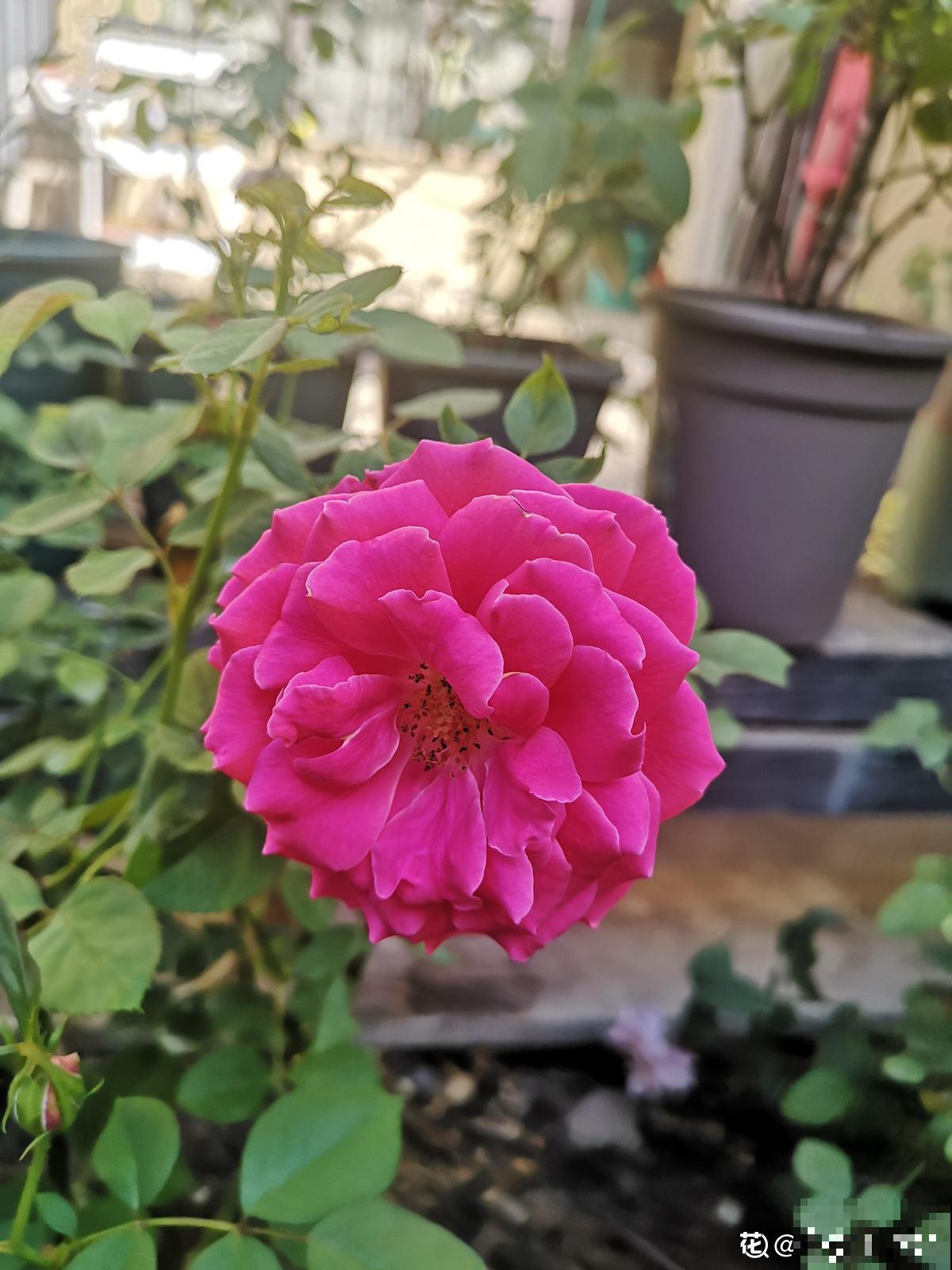 玫瑰、月季、蔷薇傻傻分不清，只要3个方法，一眼就认出来