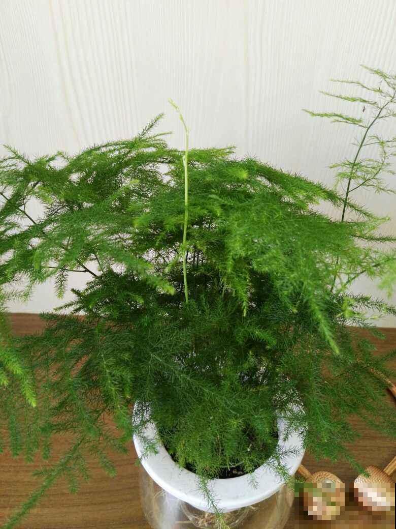 养文竹就得狠心剪一刀，学会“3剪1控”，一个月长成茂密小森林