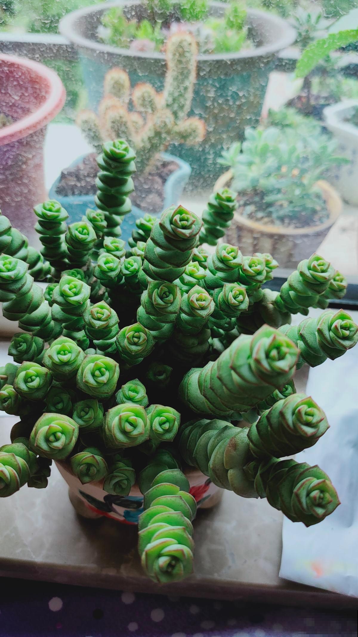 4种带“钱”的植物,在家养招财旺运,关键是太好养 4种带“钱”的植物,在家养招财旺运,关键是太好养