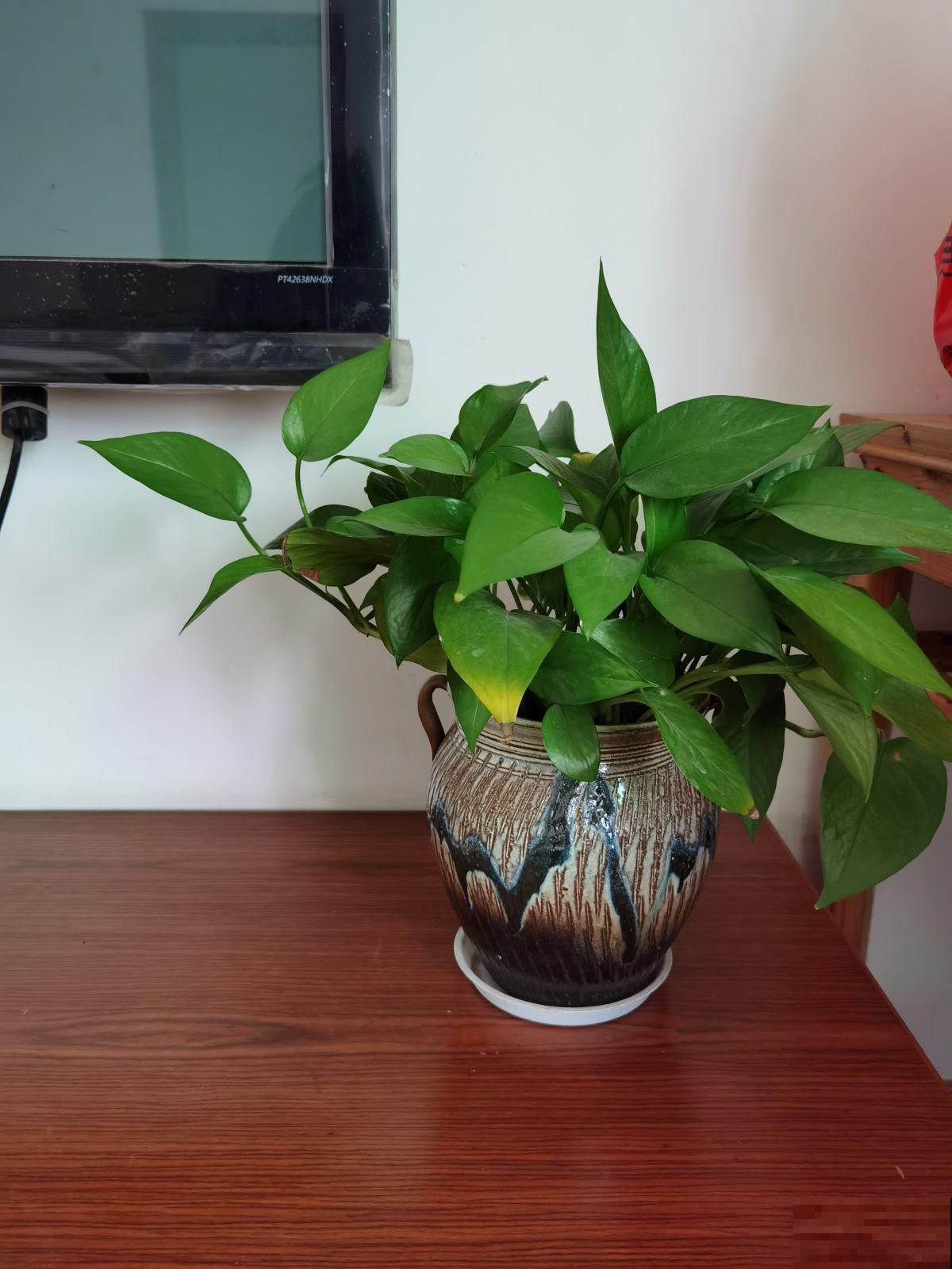 8种花养在家里不占地方，还很有格调，秋冬养正合适