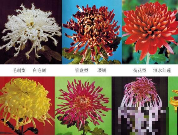 一盆菊花一万二，能开出七个颜色，真是少见