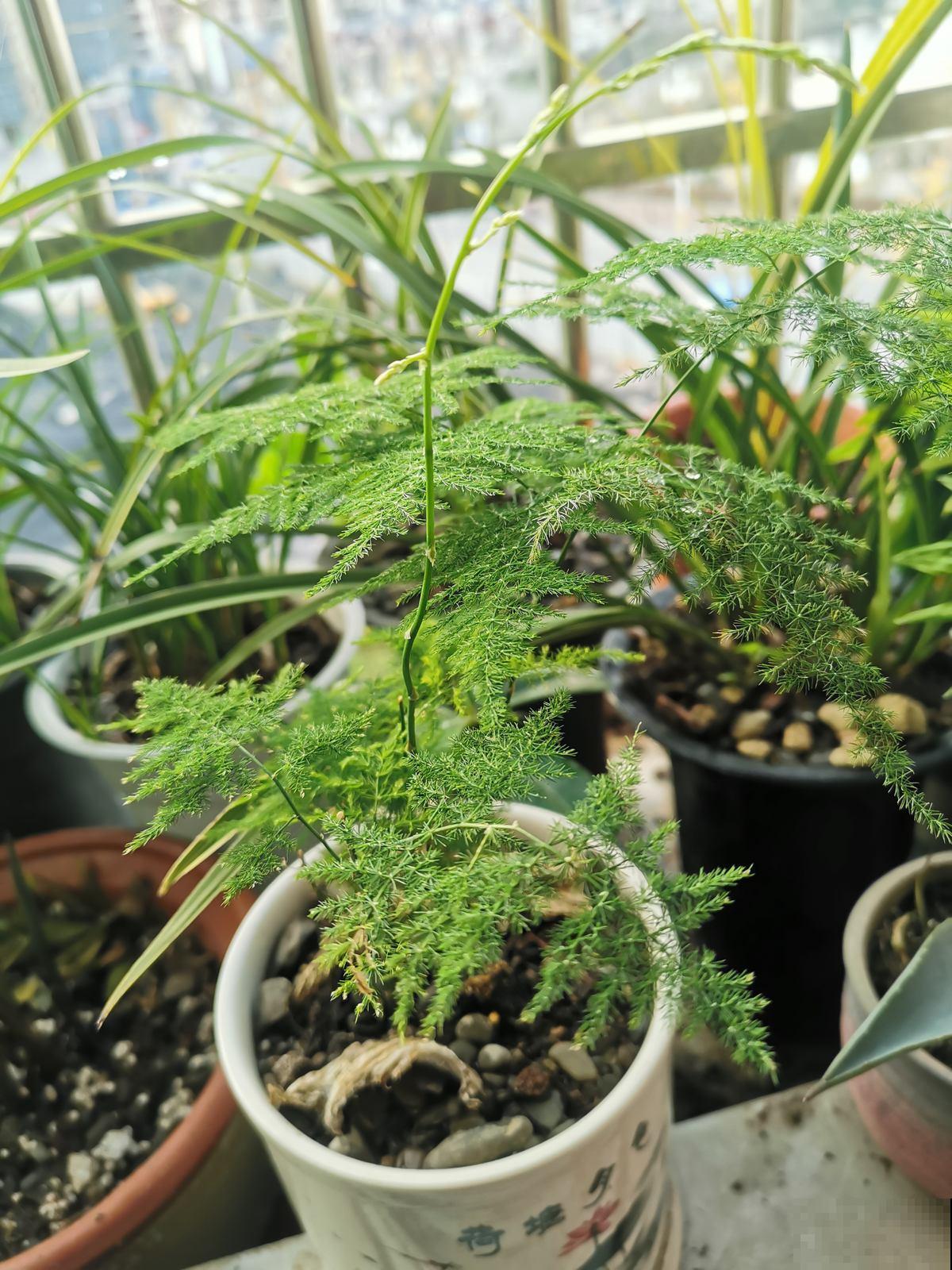 4种花千万别喷水，遇水就发黄、烂芯