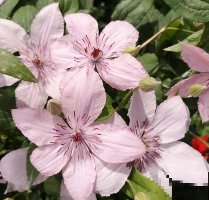 “花园三宝”之一,1年能开花上百天,冬天特别抗寒! “花园三宝”之一,1年能开花上百天,冬天特别抗寒!