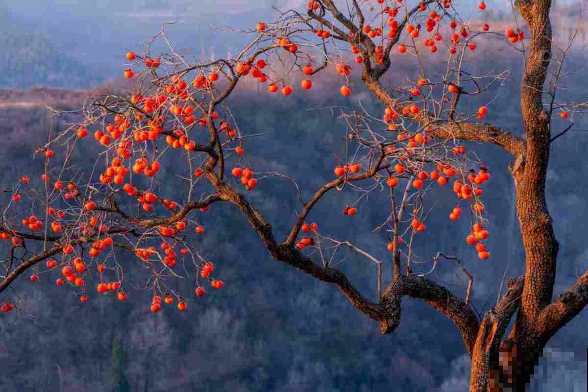 庭院种植有讲究,东榴金西柿银,万事如意喜事多 庭院种植有讲究,东榴金西柿银,万事如意喜事多