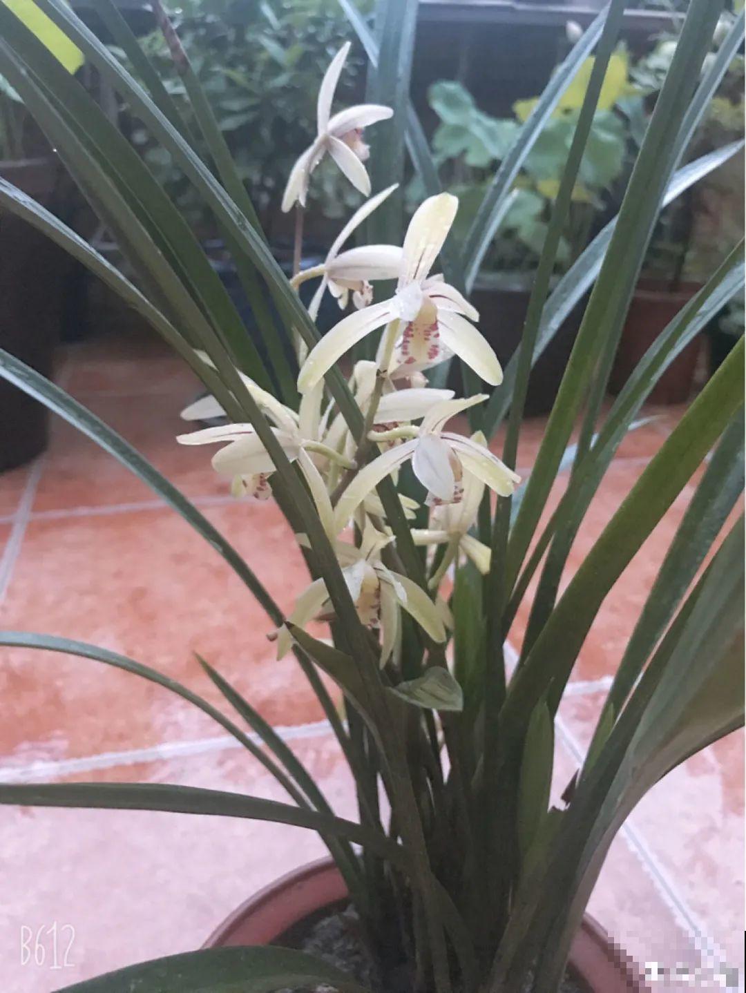 秋天在家养盆“香香花”，满屋子香味，还特耐寒