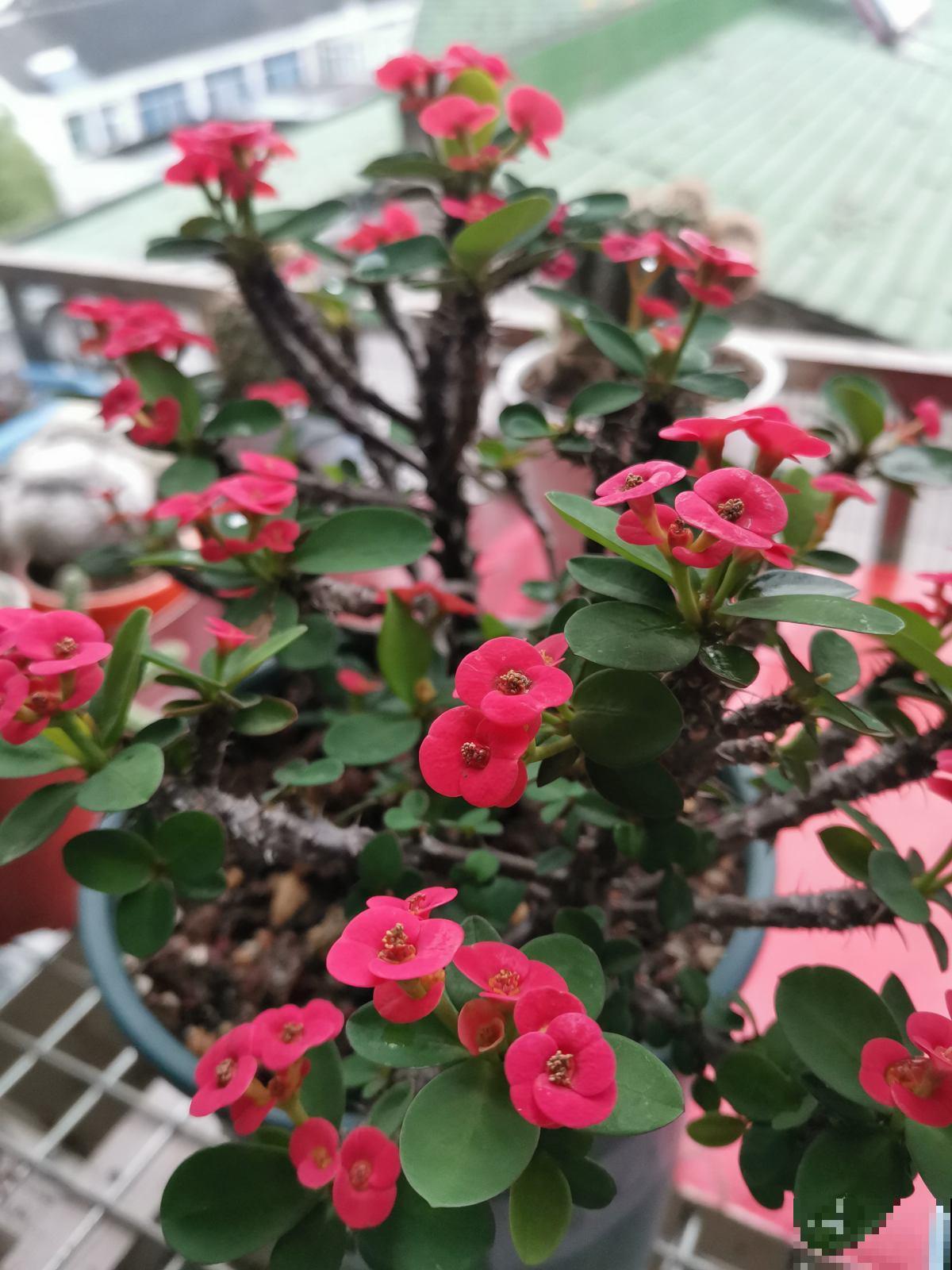 6种花，室内不要养，对身体伤害极大