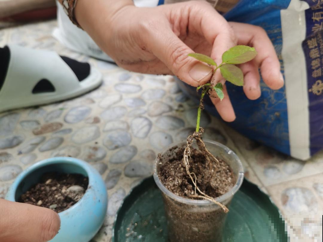 冬天扦插6种花，简单易成活，一盆变多盆