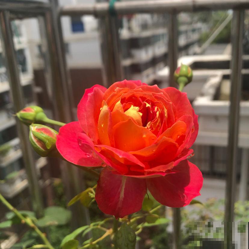 想要做花柱花墙，推荐7种藤本月季，值得拥有