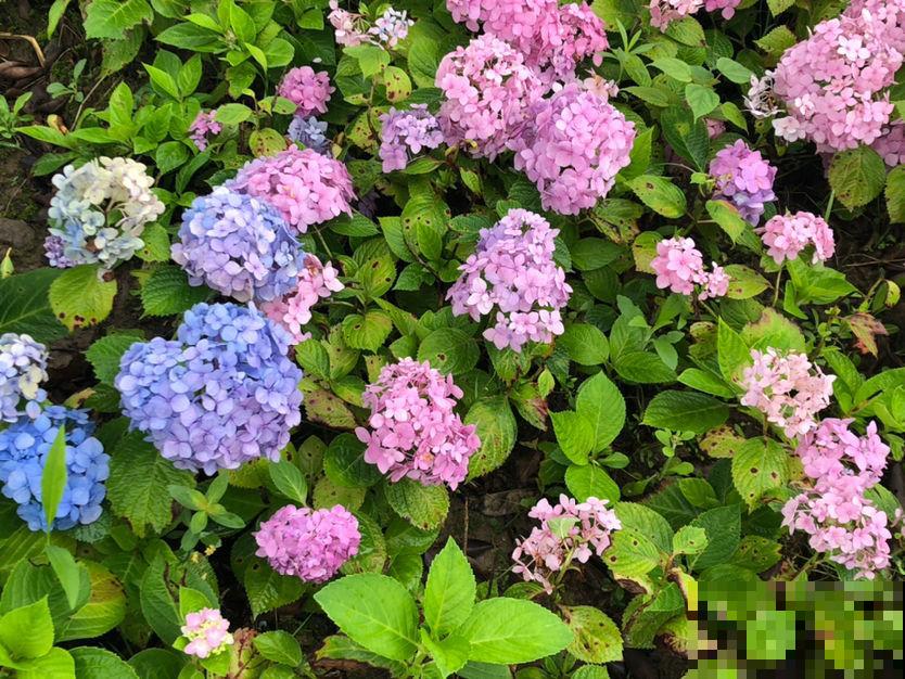 绣球花“冻”着养，冬季养护要狠心，来年才能爆盆长