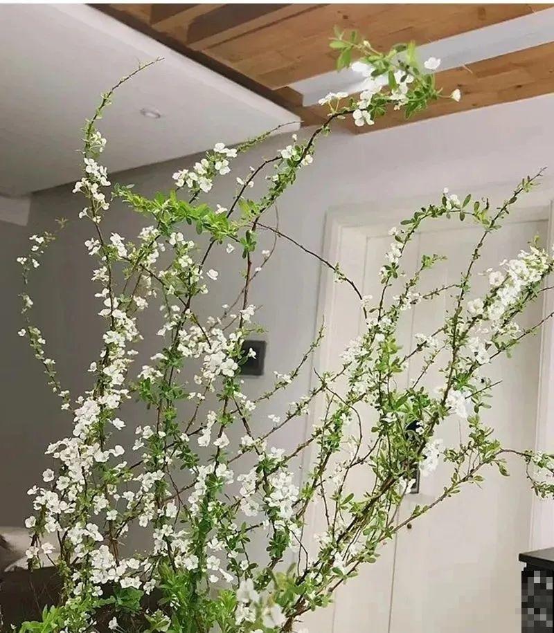 1种花叫“雪柳”，剪几根枝插水里，7天长叶，一个月开花，绝美