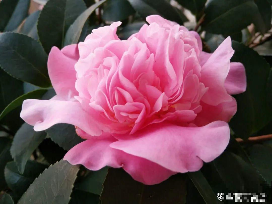 长在审美点上的茶花，香气袭人，花香满是高级感