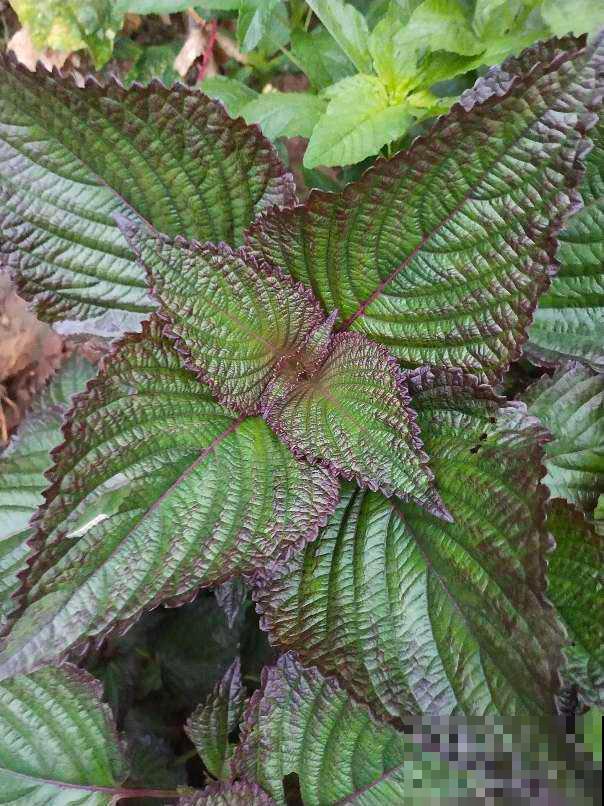 好闻又好吃的3种植物，养在家不要太划算