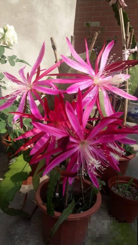 浑身带刺的仙人掌花，没想到还是个“花姑娘”，花朵颜值堪比荷花